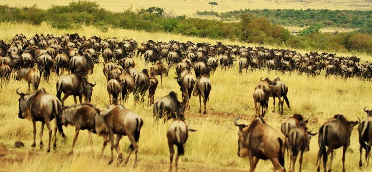 Migrating Animals