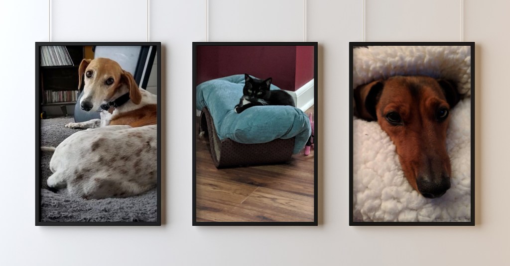 A gallery wall with three portrait-ratio framed images of Alley pets - a white and brown greyhoundish dog sitting on a grey bed, a black and white cat on a blue pillow, and the head of a daschsund snuggling between the layers of a white fleece blanket