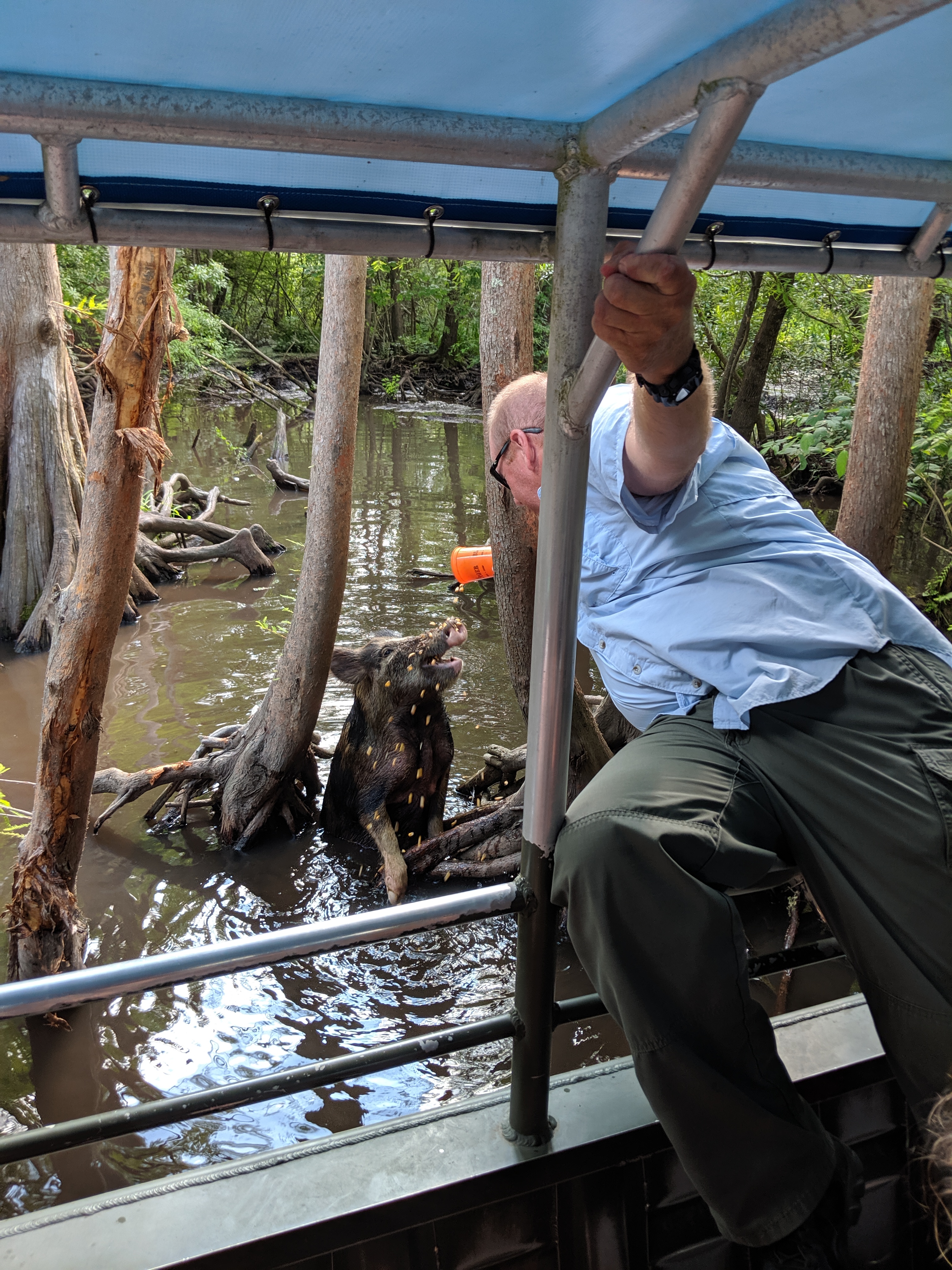 A man in a blue shirt leaning out of a boat in a swamp to feed a wild pig from an orange cup