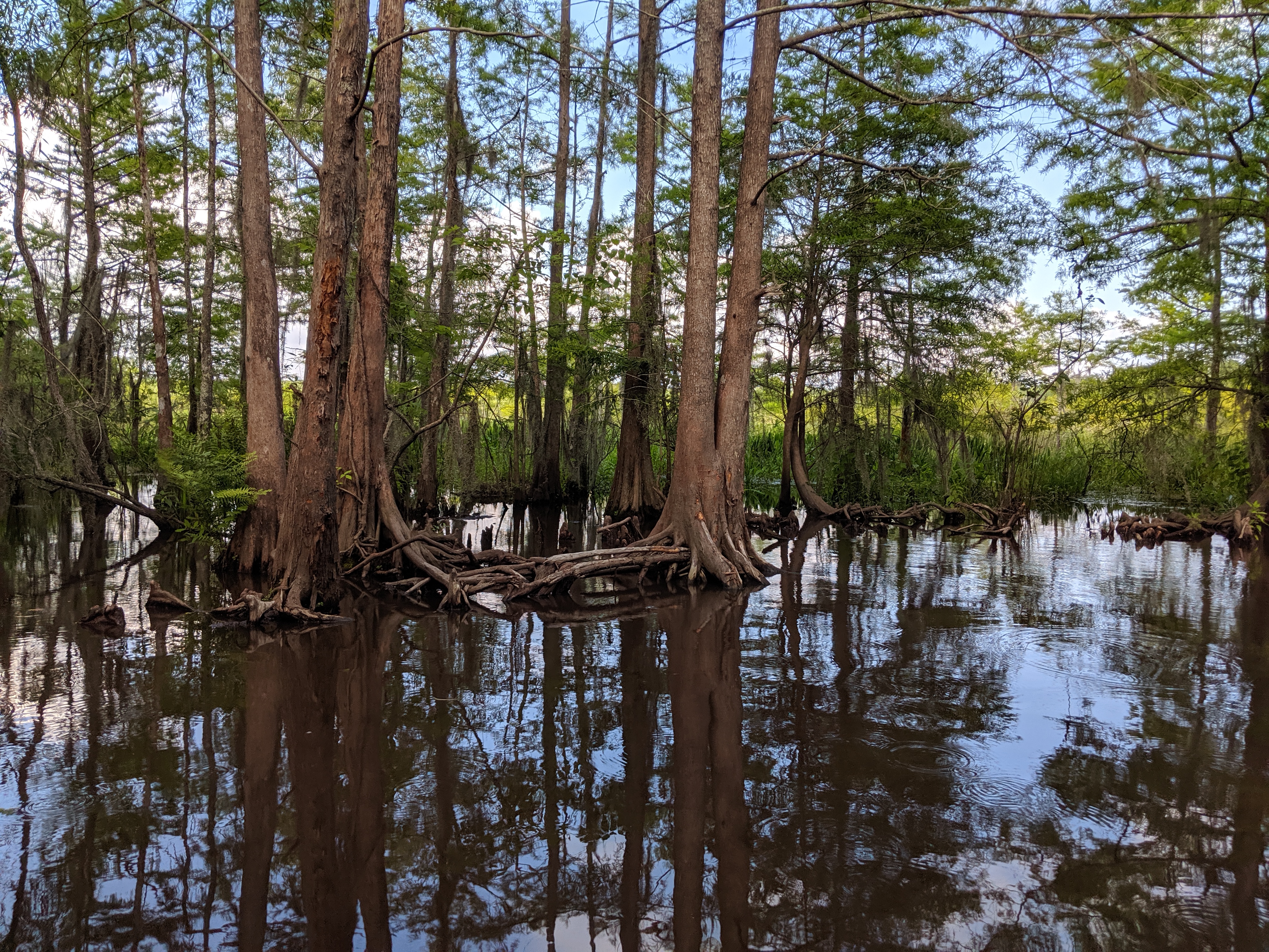 Mangrove trees reflected in dark water in a swamp