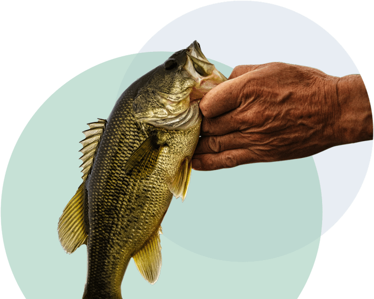 A man's hand holding a Bass fish by the mouth.